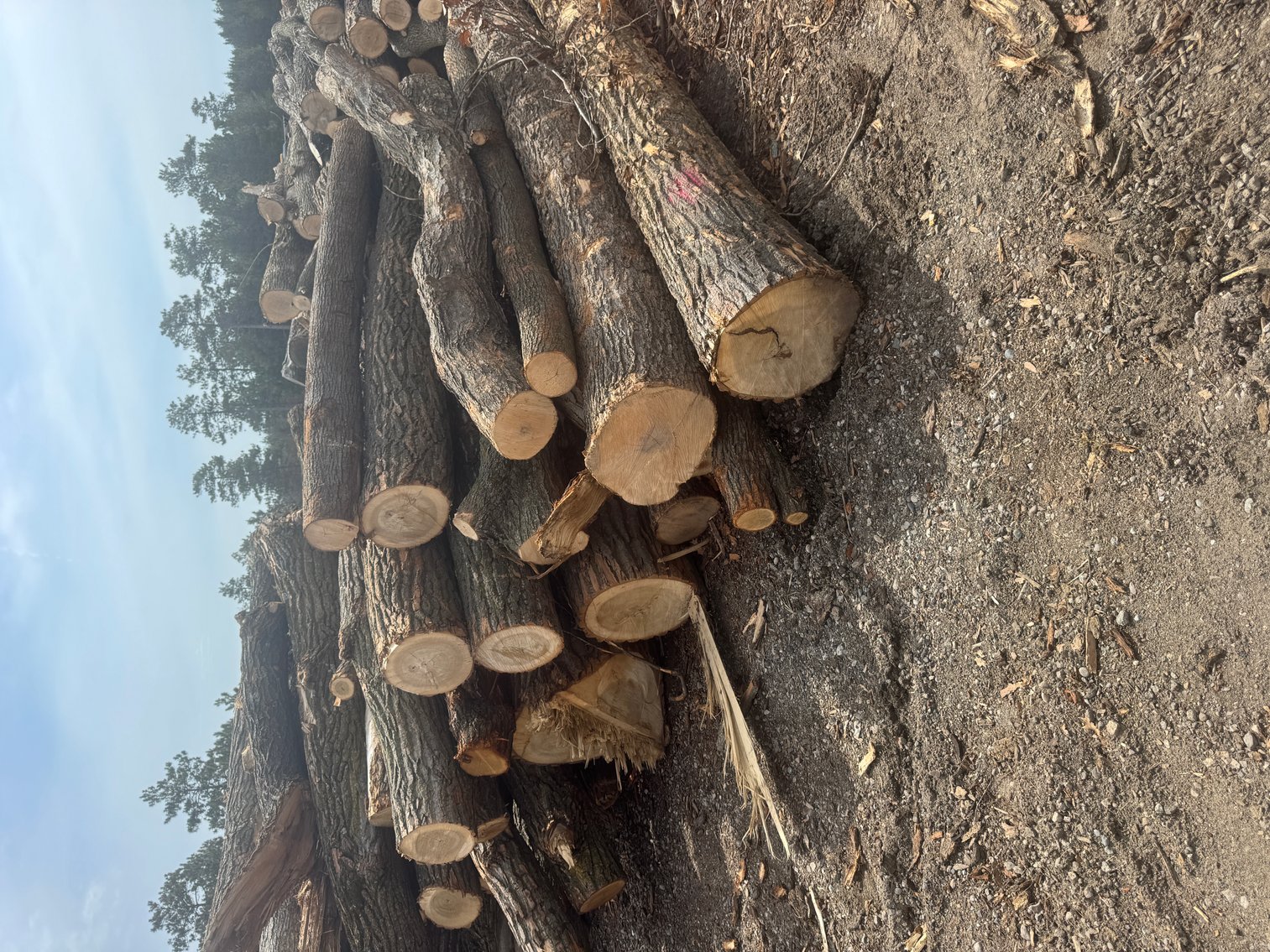 Fire Wood and Lumber Logs