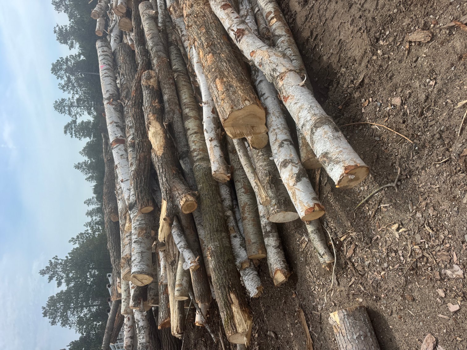 Fire Wood and Lumber Logs