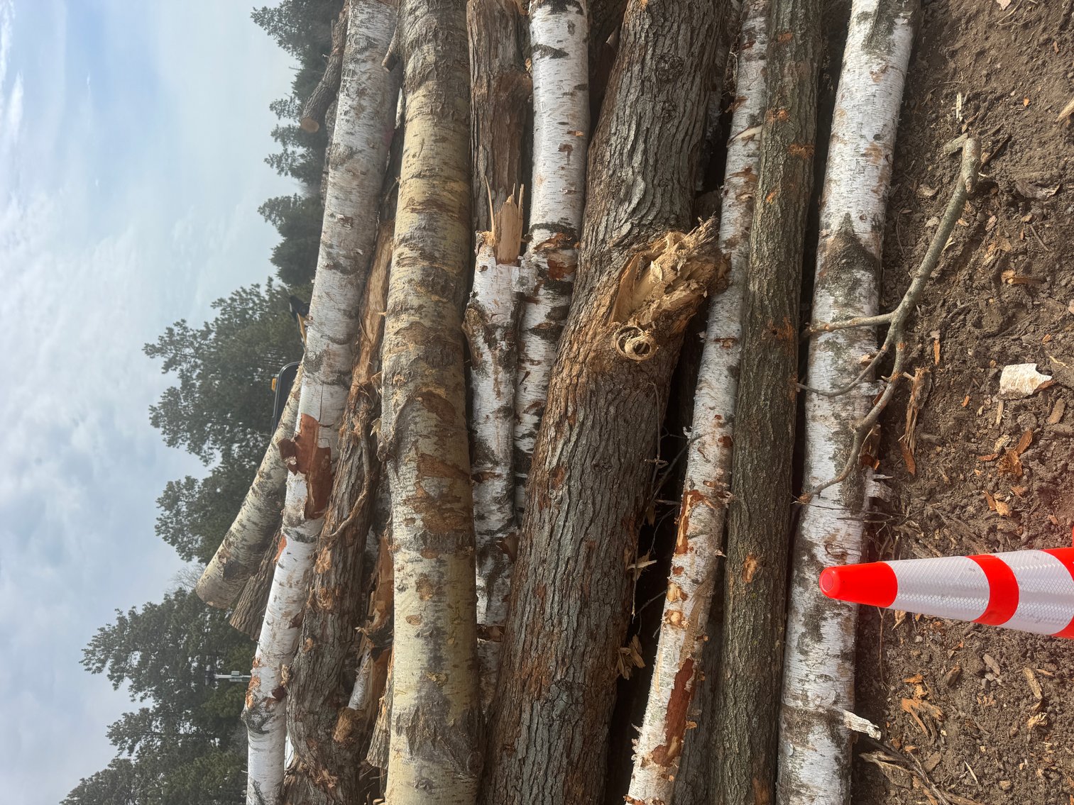 Fire Wood and Lumber Logs