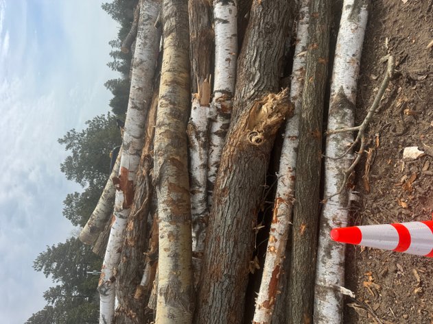 Image for Fire Wood and Lumber Logs