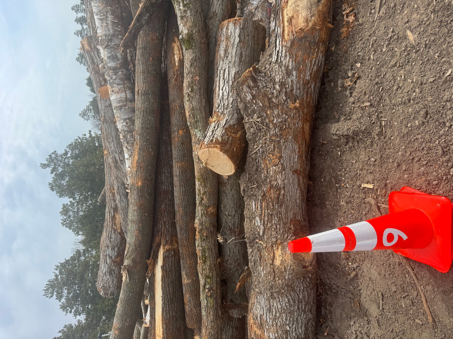 Fire Wood and Lumber Logs