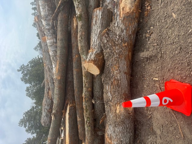 Image for Fire Wood and Lumber Logs