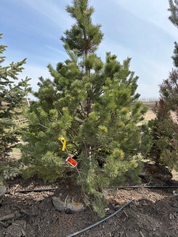 Image for Spring Tree Auction: 180+ Trees