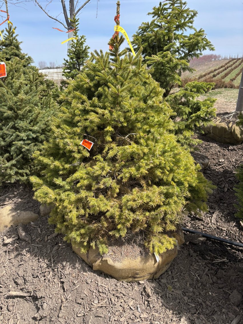 Spring Tree Auction: 180+ Trees