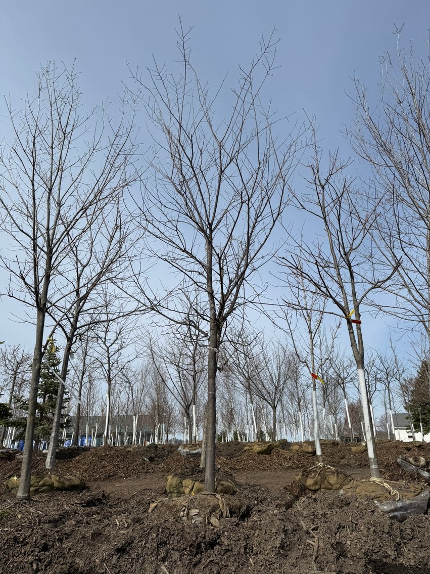 Spring Tree Auction: 180+ Trees