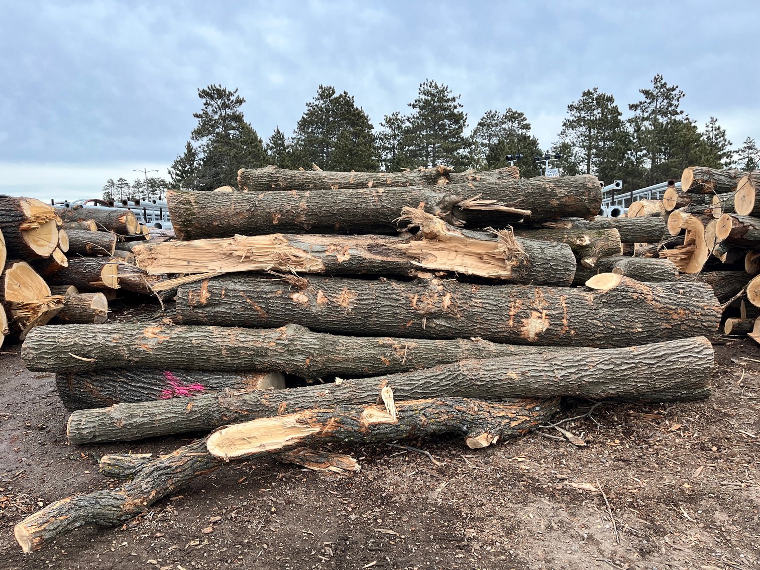 Fire Wood & Lumber Logs (136182)