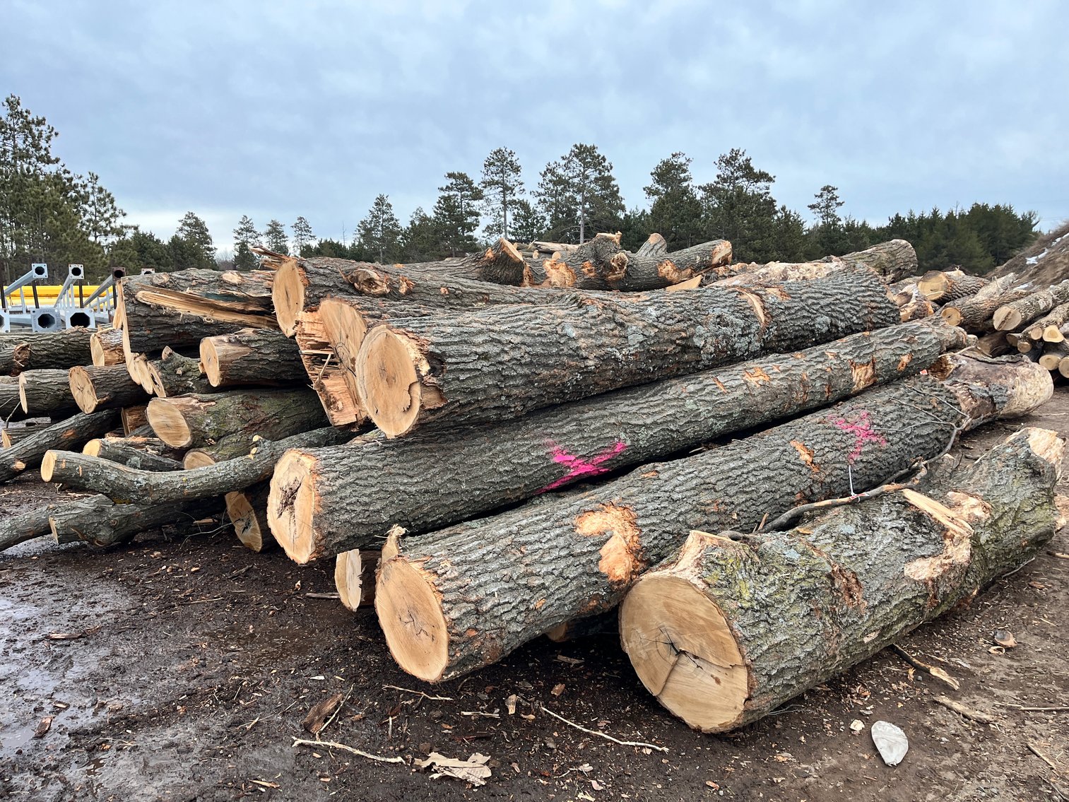 Fire Wood & Lumber Logs (136182)