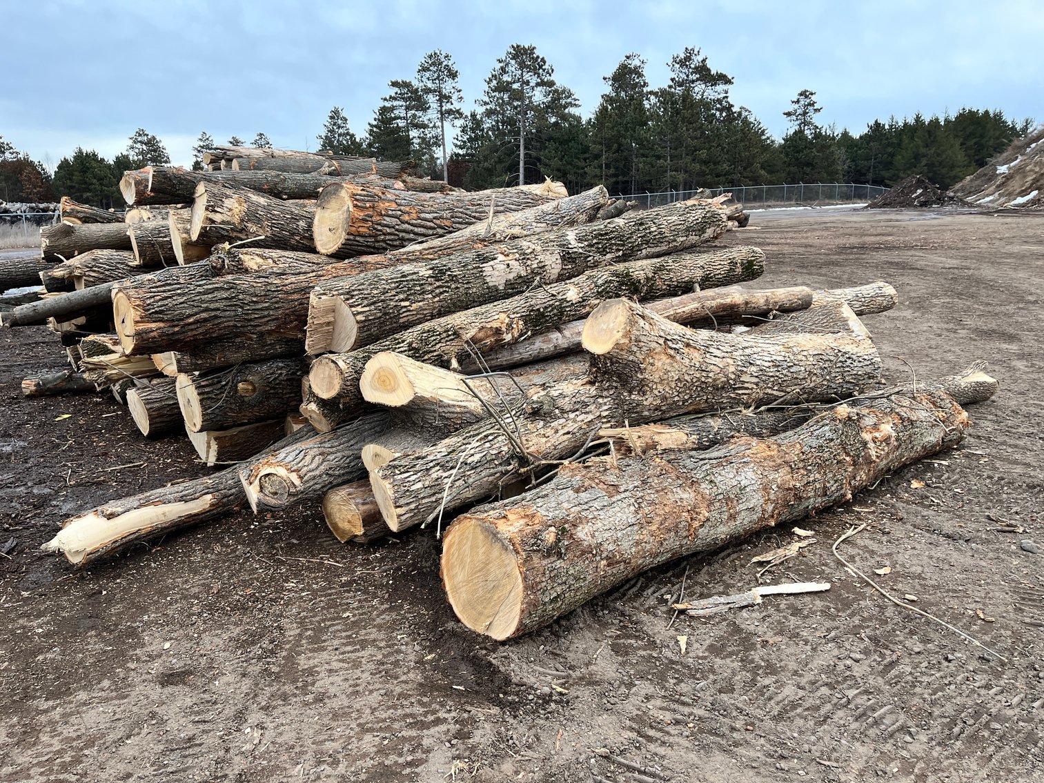 Fire Wood & Lumber Logs (136182)