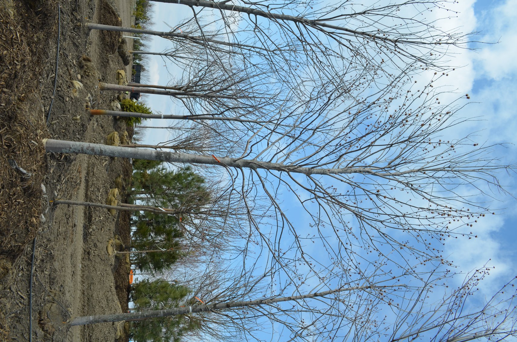 Tree Company Surplus to Ongoing Operations 138937