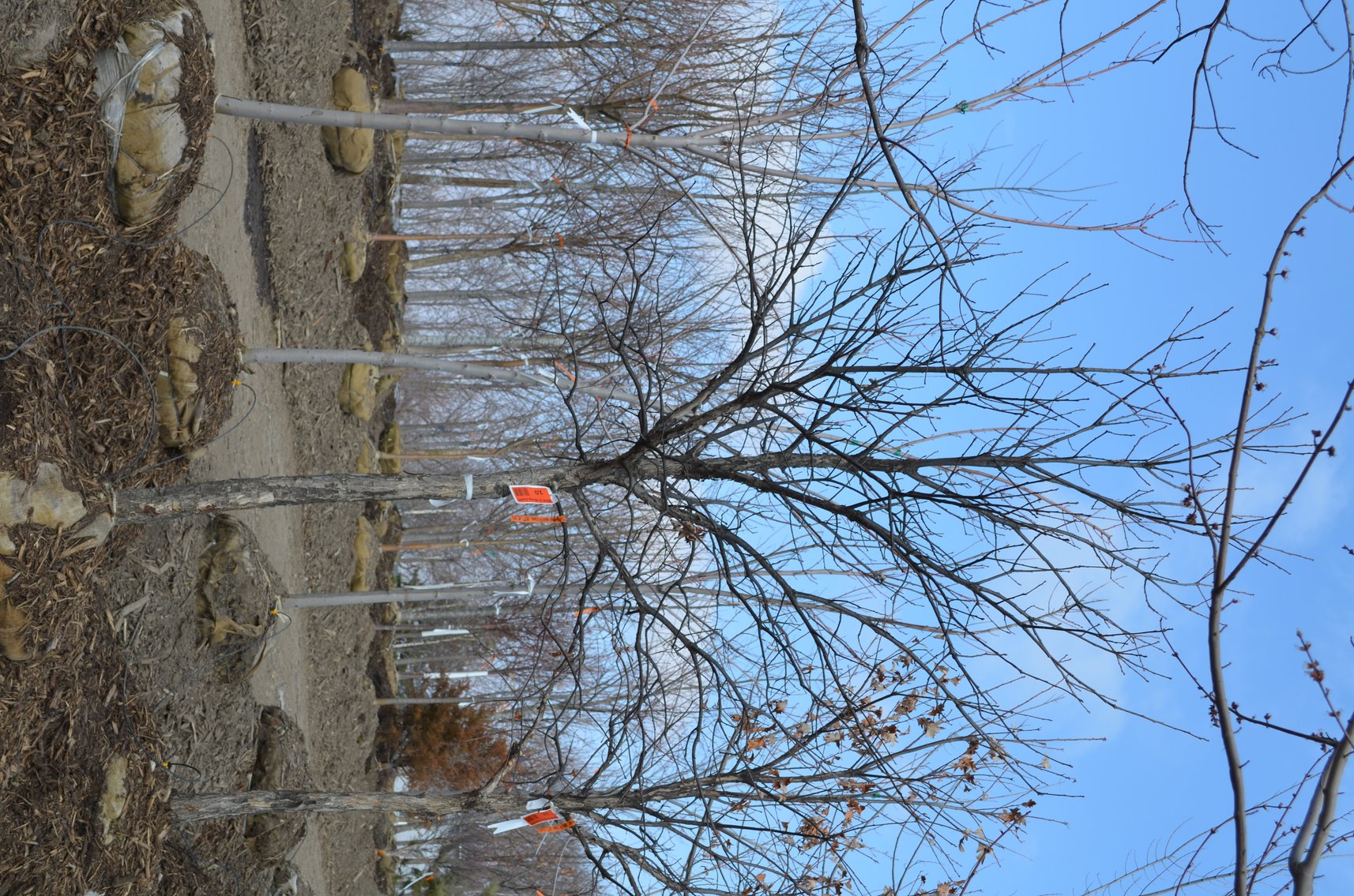 Tree Company Surplus to Ongoing Operations 138937