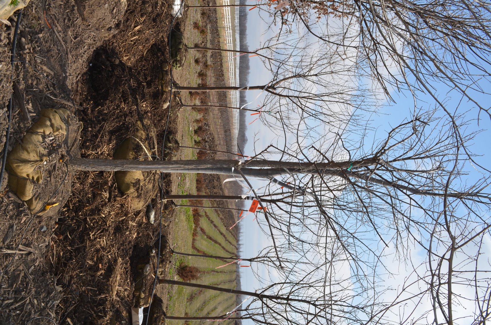 Tree Company Surplus to Ongoing Operations 138937