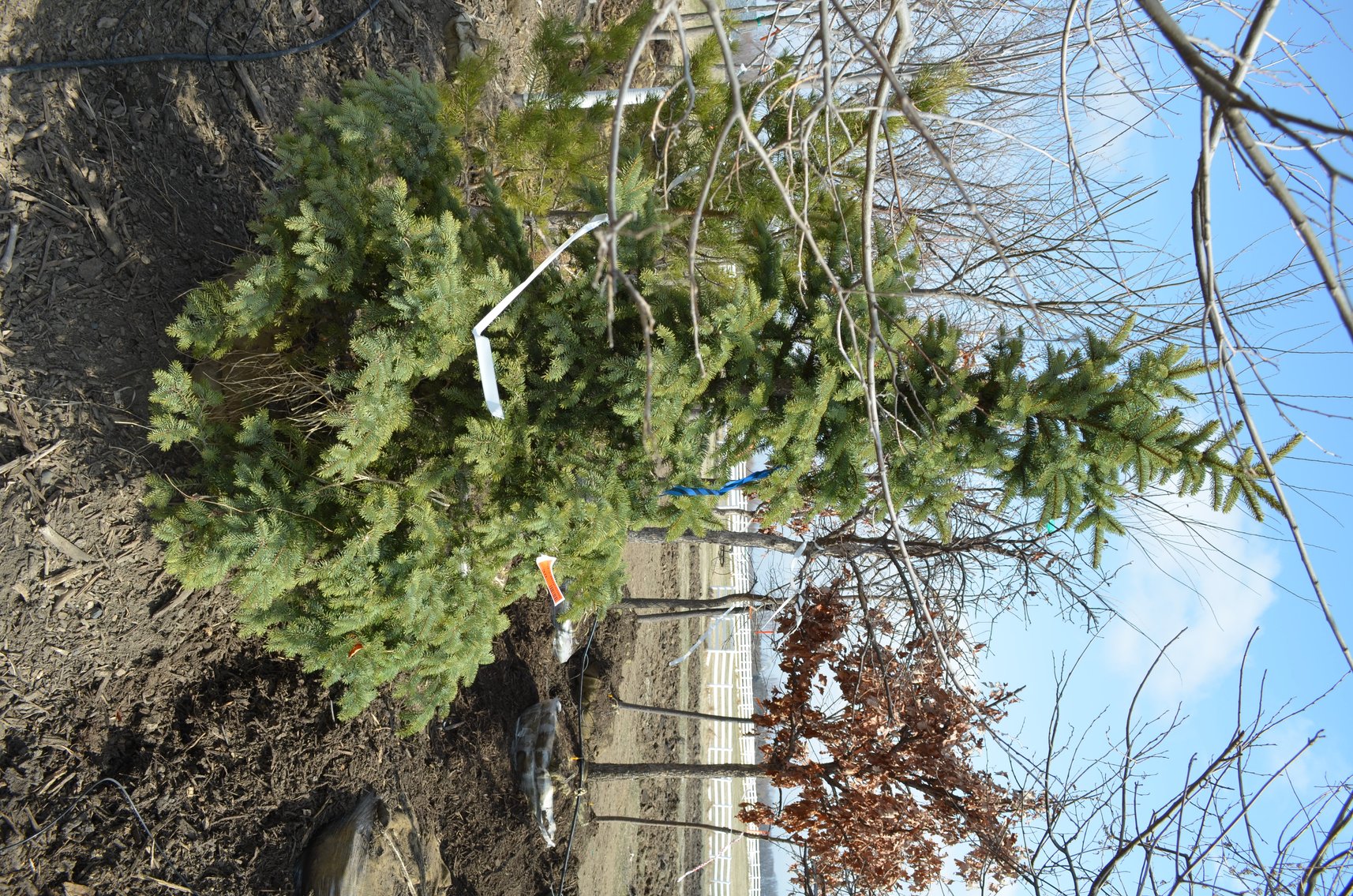 Tree Company Surplus to Ongoing Operations 138937