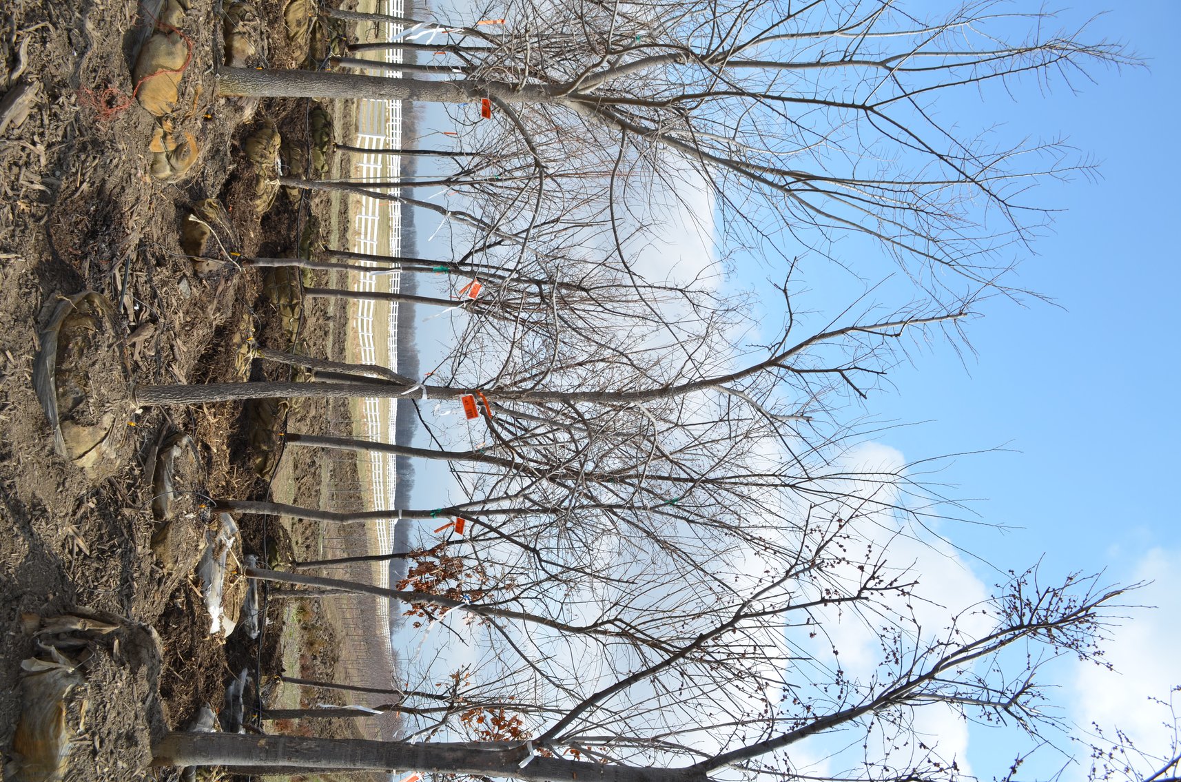 Tree Company Surplus to Ongoing Operations 138937