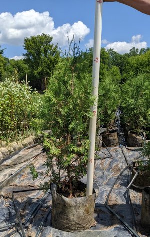Image for 180+ Potted Trees: White Cedar, Emerald Green, Hetz Wintergreen (144966)