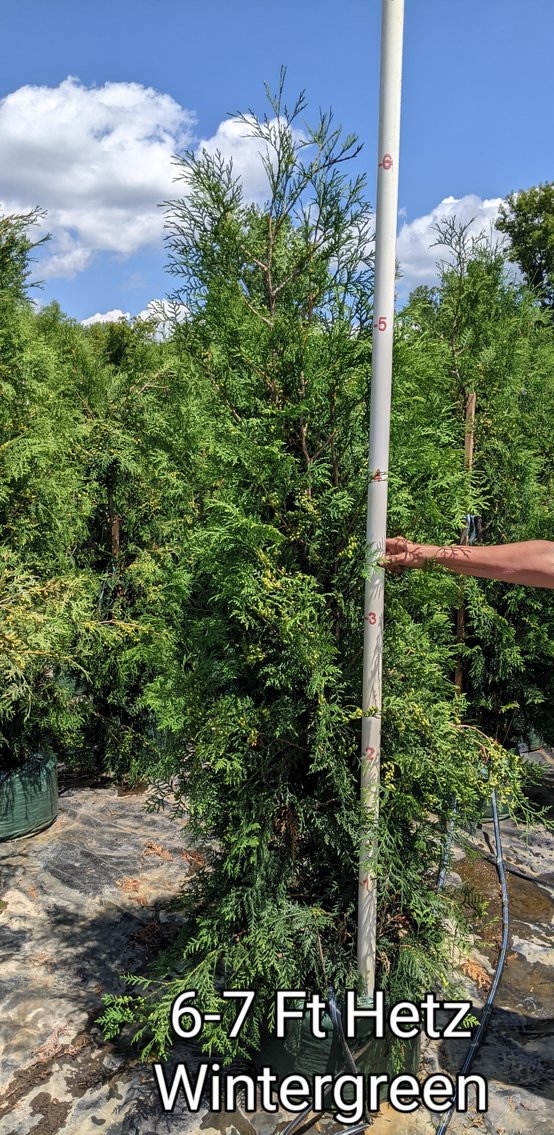 180+ Potted Trees: White Cedar, Emerald Green, Hetz Wintergreen (144966)