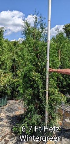 Image for 180+ Potted Trees: White Cedar, Emerald Green, Hetz Wintergreen (144966)
