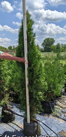 Image for 180+ Potted Trees: White Cedar, Emerald Green, Hetz Wintergreen (144966)