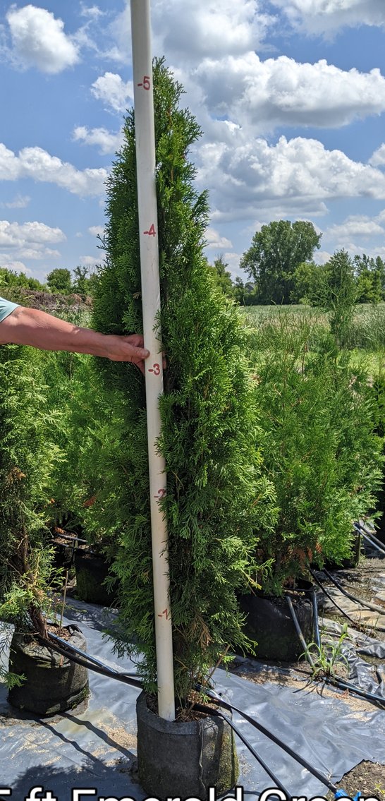 180+ Potted Trees: White Cedar, Emerald Green, Hetz Wintergreen (144966)