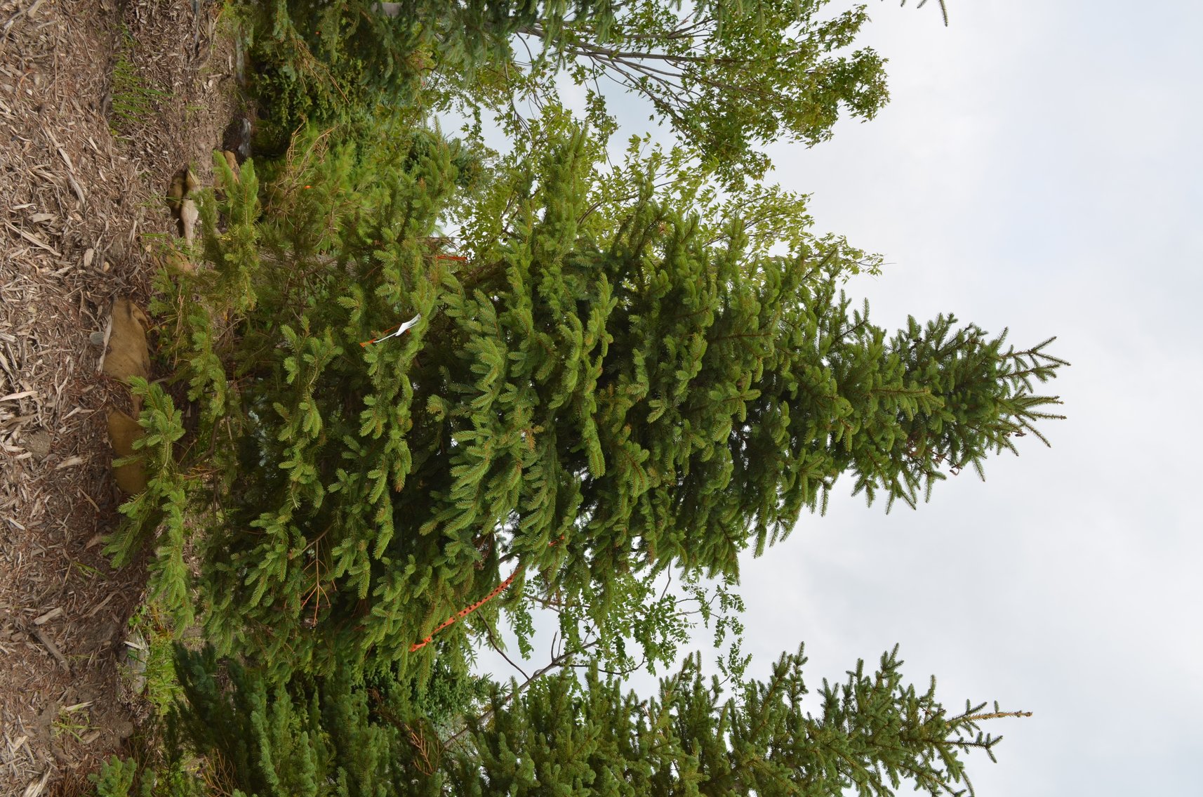 150+ Trees: Colorado Spring, Hackberry, Black Hill, White Pine + More (146199)