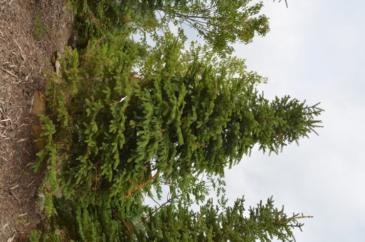 Image for 150+ Trees: Colorado Spring, Hackberry, Black Hill, White Pine + More (146199)