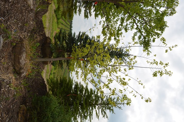 Image for 150+ Trees: Colorado Spring, Hackberry, Black Hill, White Pine + More (146199)