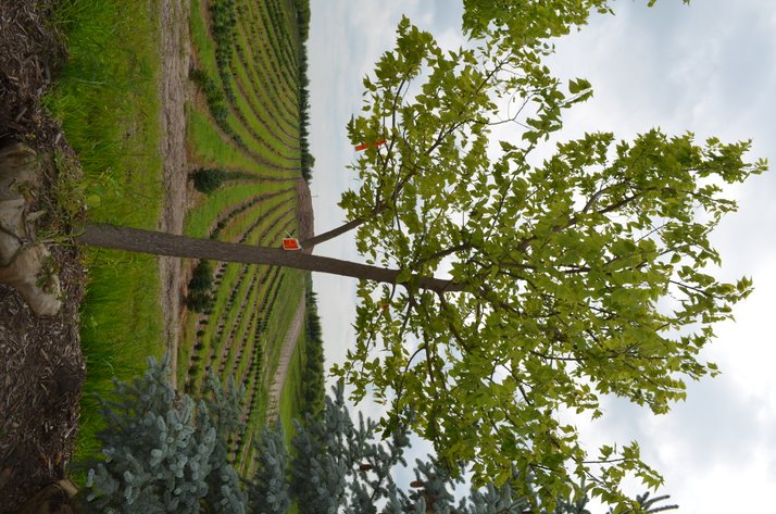 Image for 150+ Trees: Colorado Spring, Hackberry, Black Hill, White Pine + More (146199)