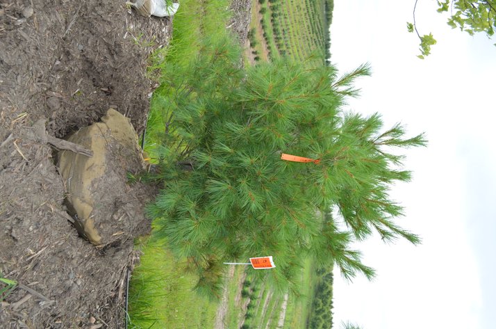 Image for 150+ Trees: Colorado Spring, Hackberry, Black Hill, White Pine + More (146199)
