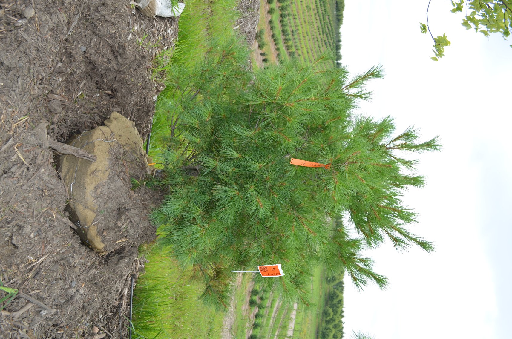 150+ Trees: Colorado Spring, Hackberry, Black Hill, White Pine + More (146199)