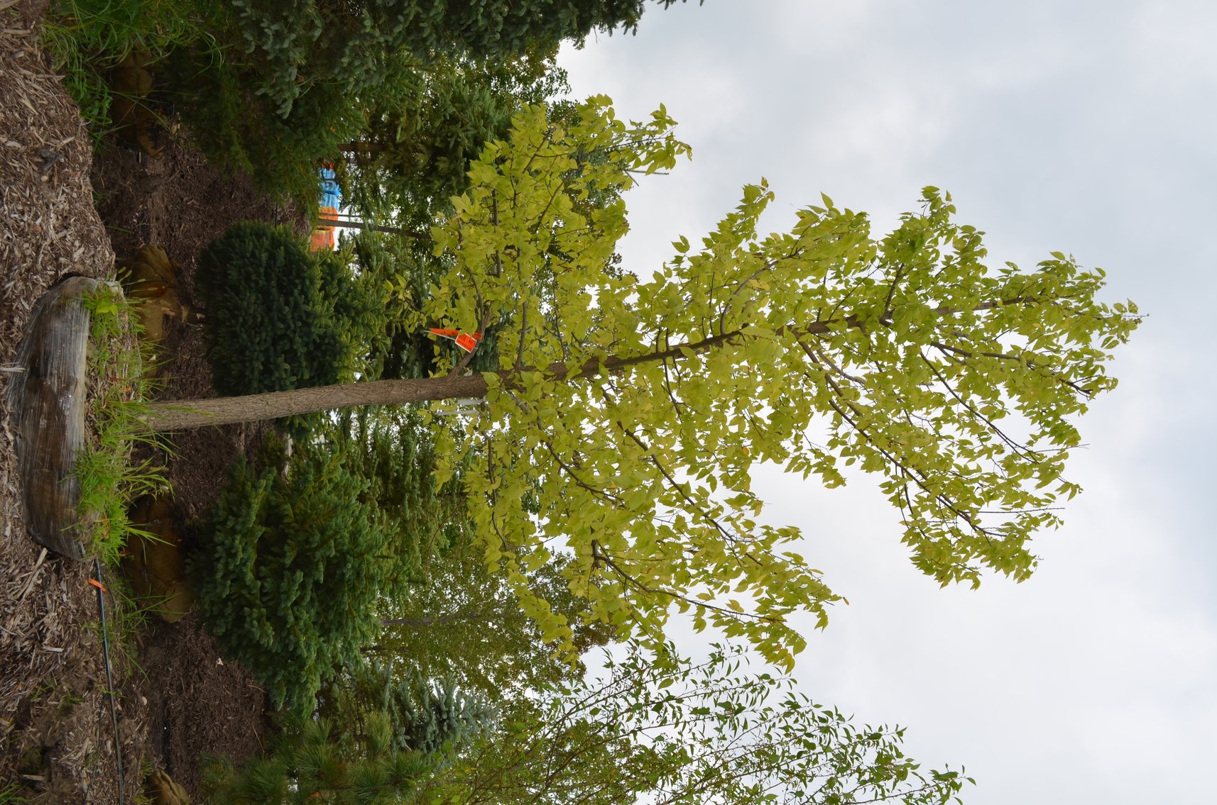 150+ Trees: Colorado Spring, Hackberry, Black Hill, White Pine + More (146199)