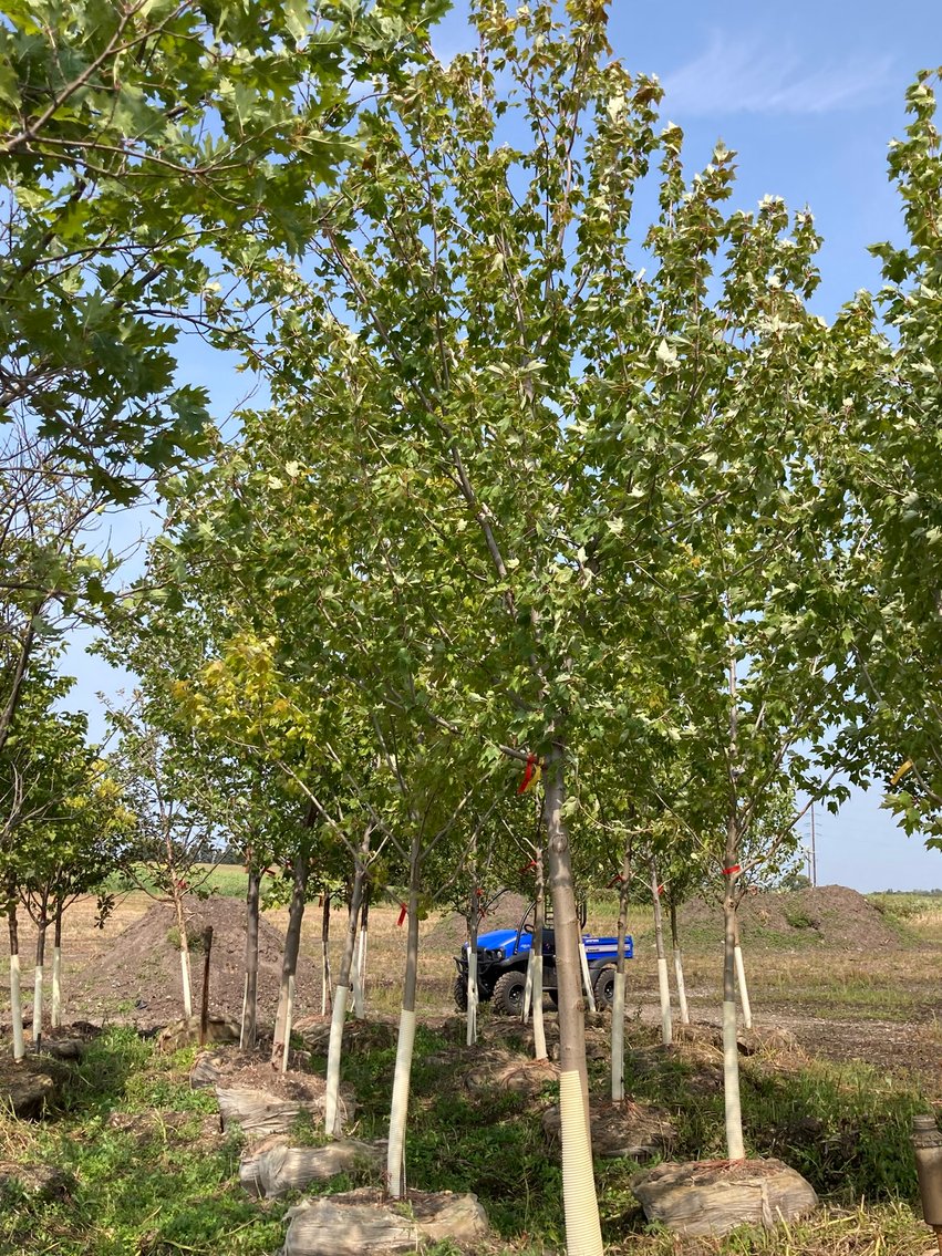 Metro West Fall Tree Retirement Auction