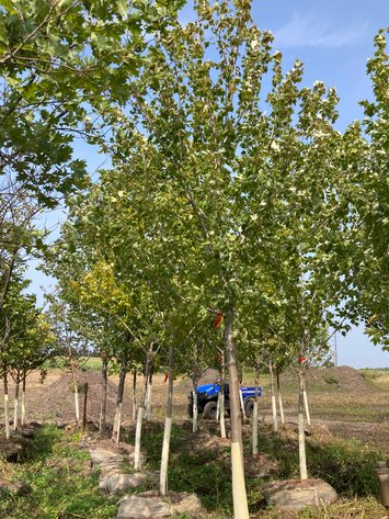 Image for Metro West Fall Tree Retirement Auction