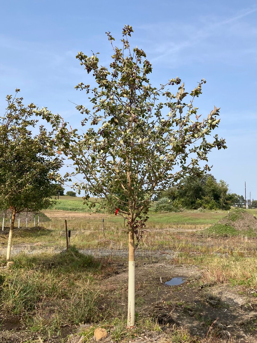 Metro West Fall Tree Retirement Auction