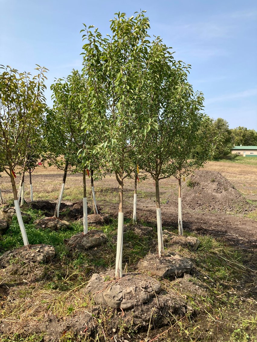 Metro West Fall Tree Retirement Auction