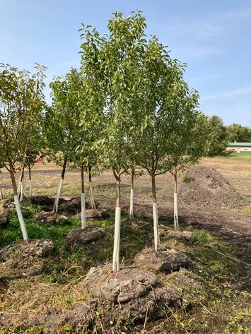 Image for Metro West Fall Tree Retirement Auction