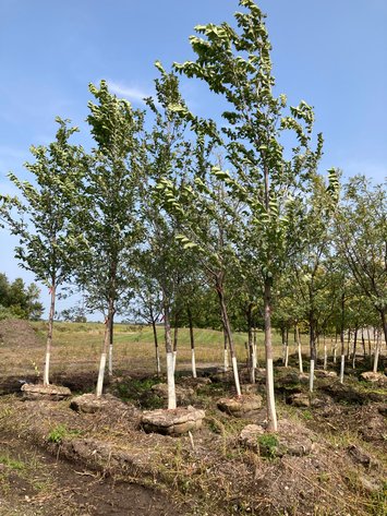 Image for Metro West Fall Tree Retirement Auction