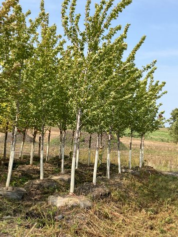 Image for Metro West Fall Tree Retirement Auction