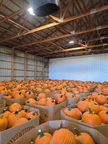 Image for Pumpkin Harvest Auction: Bins & Semi Loads