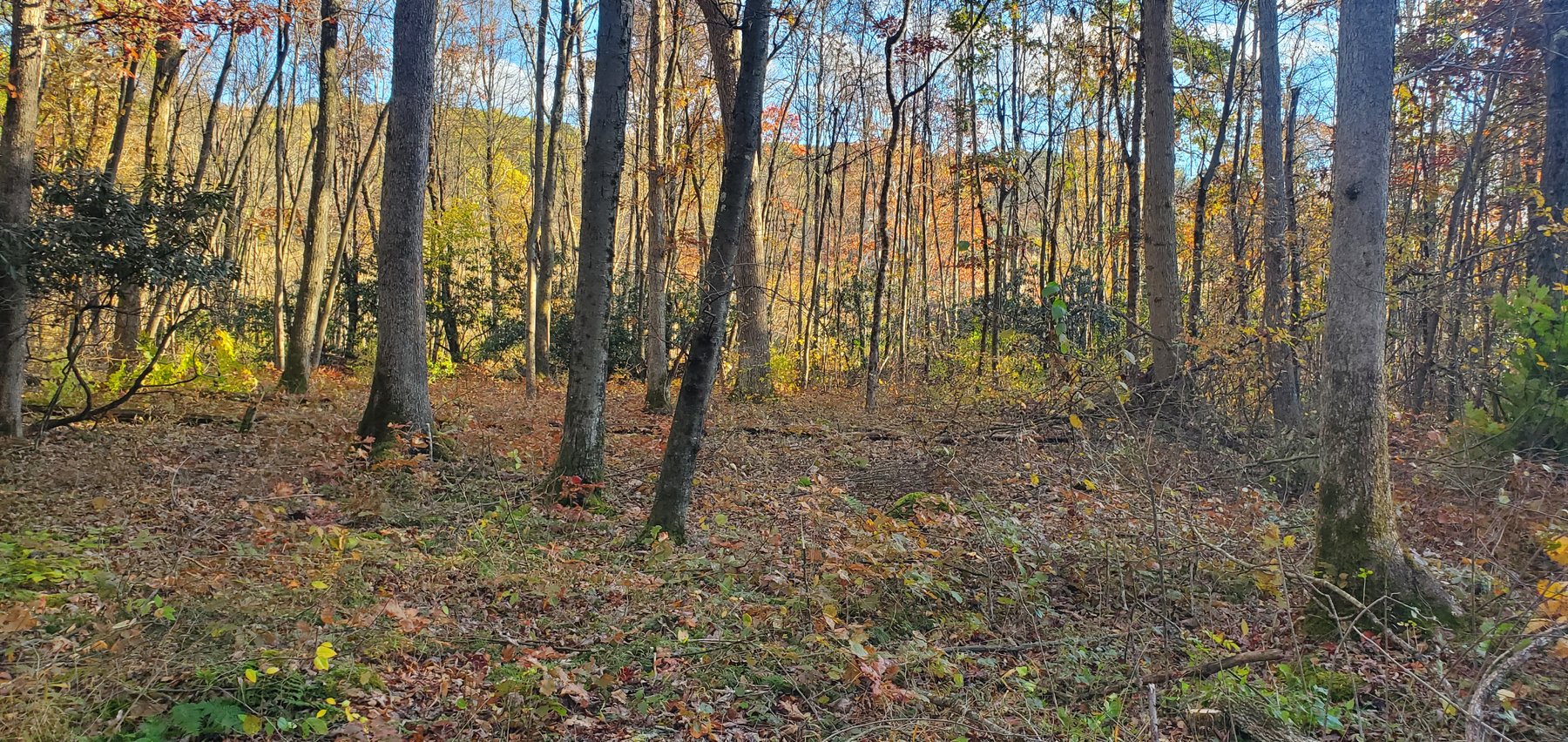 Image for PENDING SALE! Preston County Acreage! 1.25 Acres BIG SANDY! Beautiful land off of Salem Road! Bidding Begins Closing on December 11th, 2025, at 6:00 p.m.