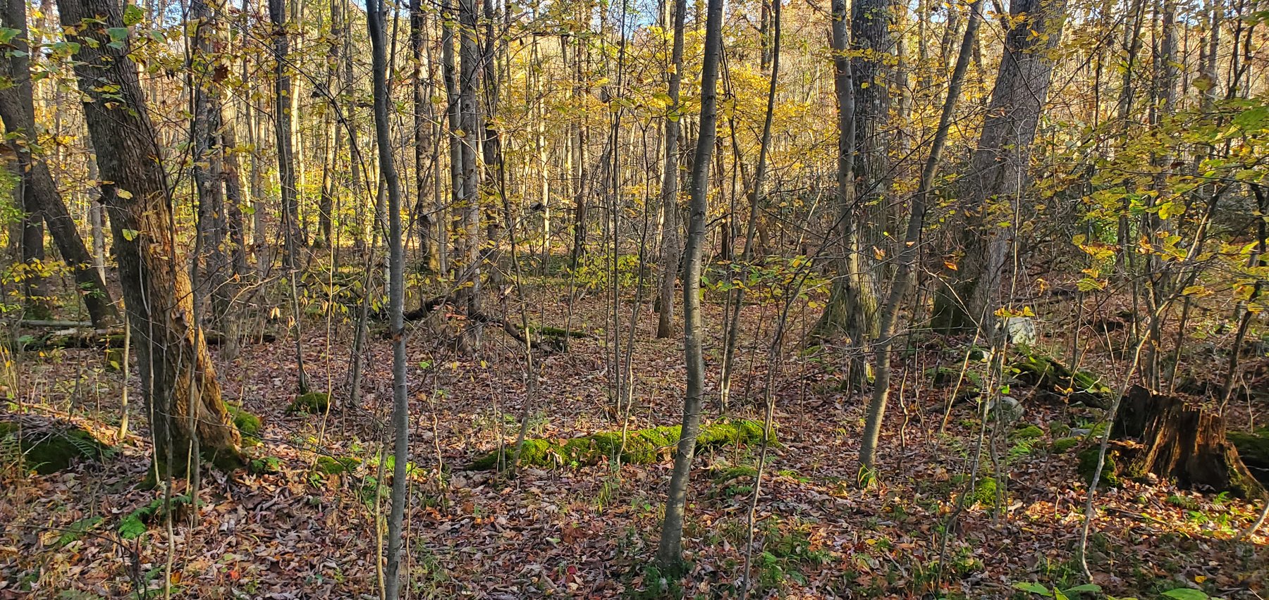 Image for PENDING SALE! Preston County Acreage! 1.25 Acres BIG SANDY! Beautiful land off of Salem Road! Bidding Begins Closing on December 11th, 2025, at 6:00 p.m.