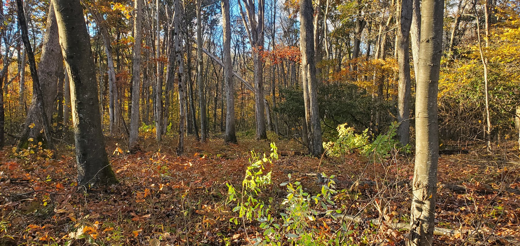 Image for PENDING SALE! Preston County Acreage! 1.25 Acres BIG SANDY! Beautiful land off of Salem Road! Bidding Begins Closing on December 11th, 2025, at 6:00 p.m.