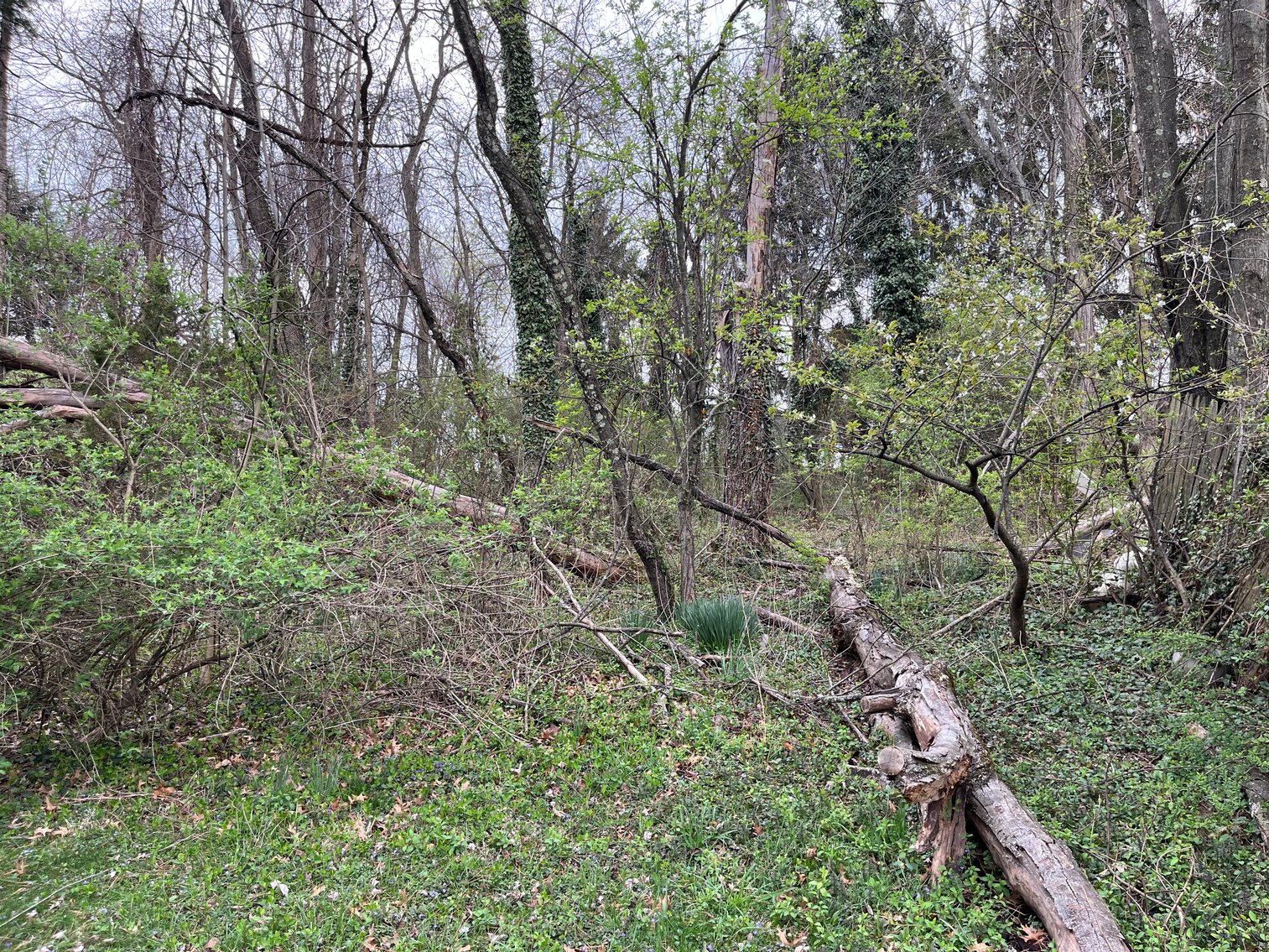 Image for 1.0294 +/- Acre Tract Close to WVU Medicine! Premier Homesite or Subdivision Opportunity. Bidding Begins Closing May 14th, at 6:00 p.m.