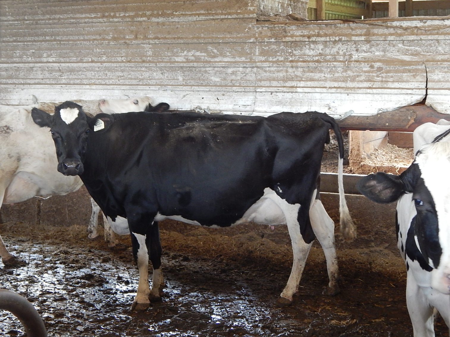 Image for DELETE:  A & D OLSON FARMS - AL & JANE OLSON