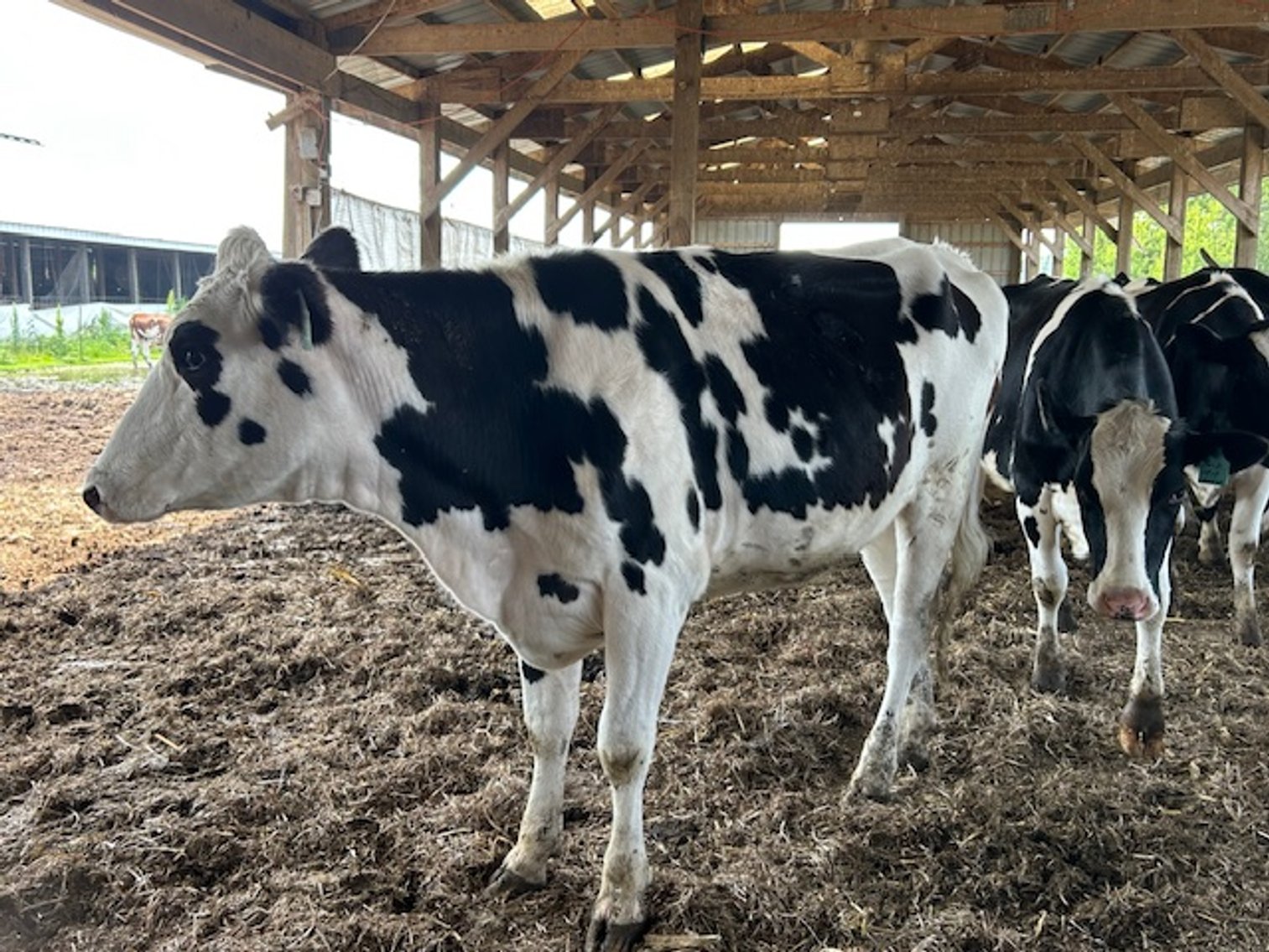 Image for DELETE:  A & D OLSON FARMS - AL & JANE OLSON