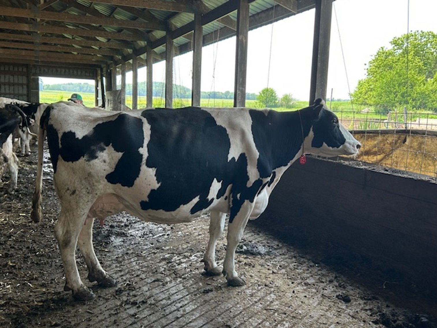 Image for DELETE:  A & D OLSON FARMS - AL & JANE OLSON