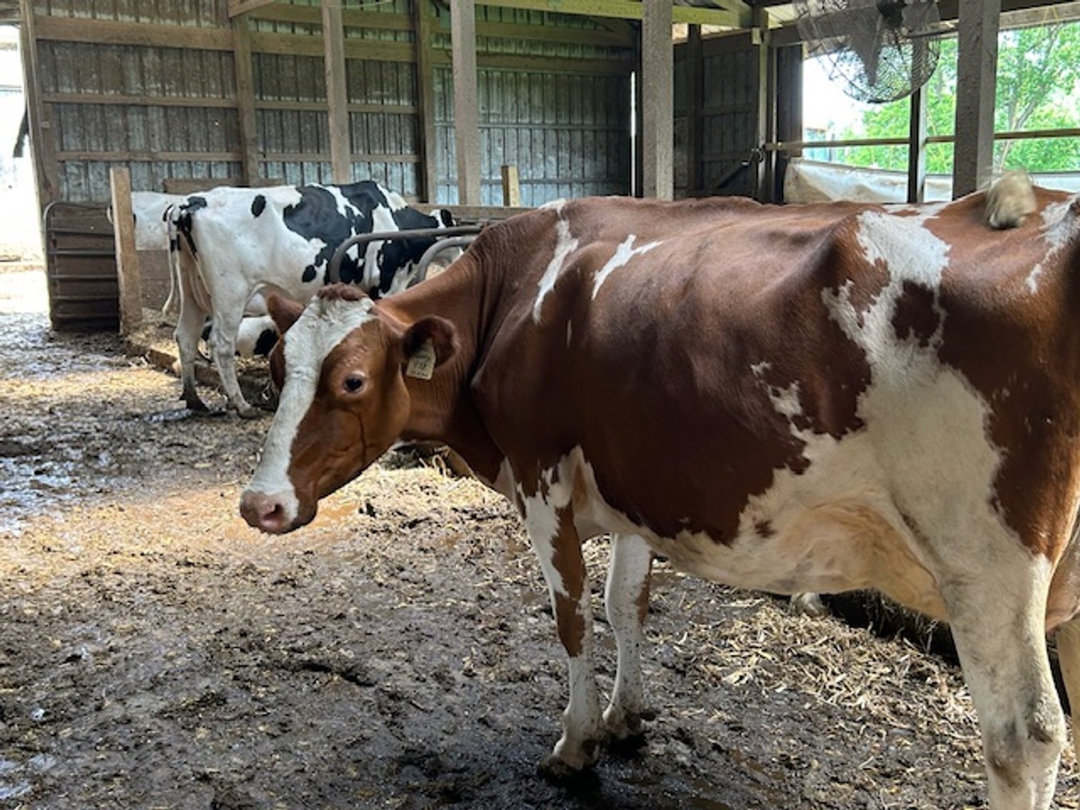 Image for DELETE:  A & D OLSON FARMS - AL & JANE OLSON