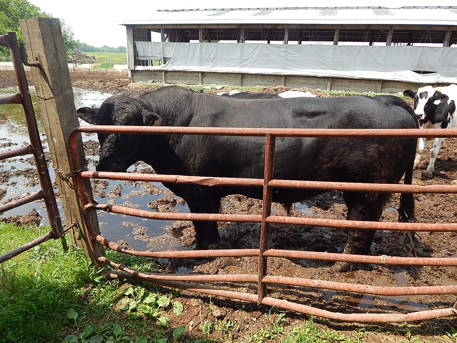 Image for DELETE:  A & D OLSON FARMS - AL & JANE OLSON