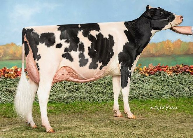 Image for STADE AUCTION CENTER