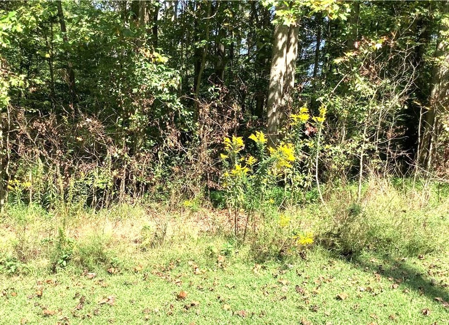 Image for REAL ESTATE AUCTION~5 ACRES~COLFAX