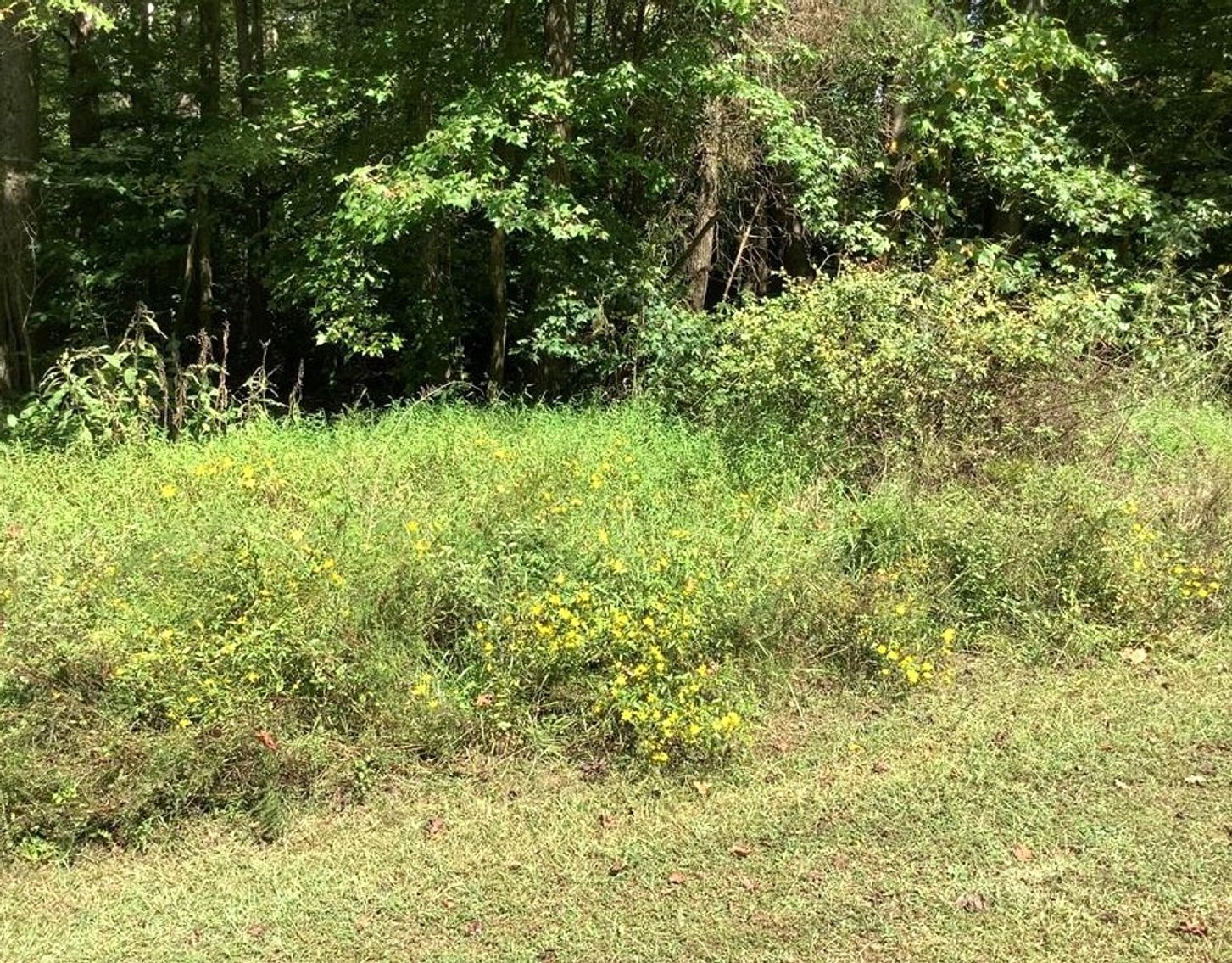 Image for REAL ESTATE AUCTION~5 ACRES~COLFAX