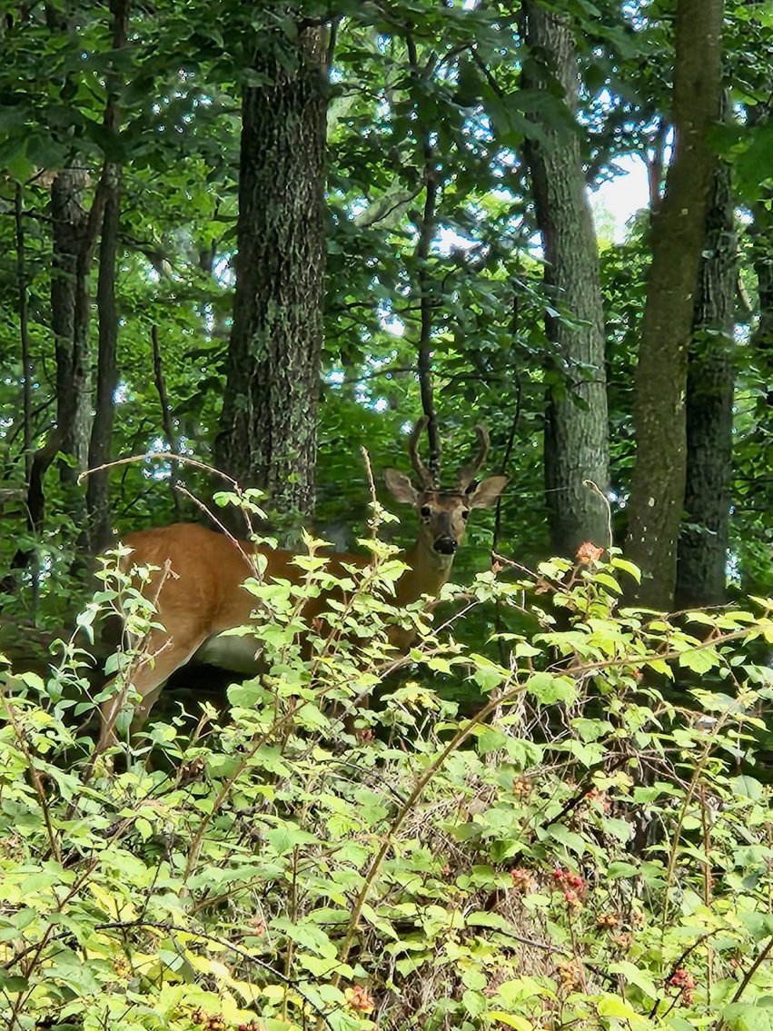 Image for 2 Lots Totaling 1.12 +/- Acres w/AMAZING Views on Top of Bull Run Mountain in Prince William County, VA--SELLING to the HIGHEST BIDDER via ONLINE ONLY BIDDING!!
